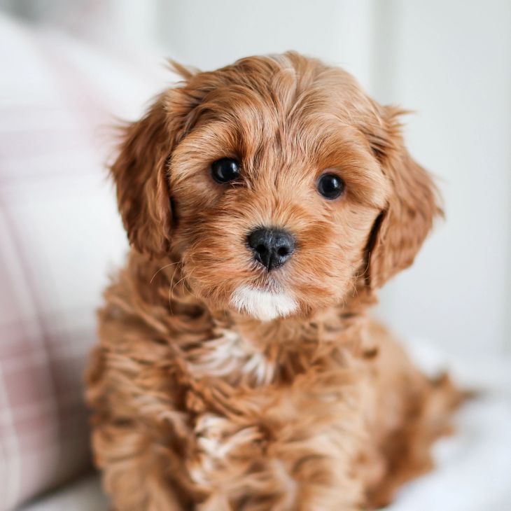 EVERYTHING YOU NEED FOR CAVAPOO BREEDERS