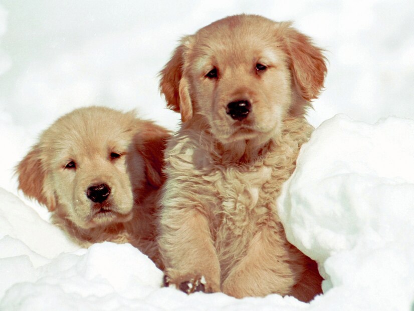 Two golden retriever puppies sitting in the snow.