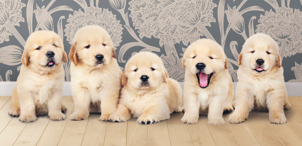 A group of golden retriever puppies sitting on a wooden floor.