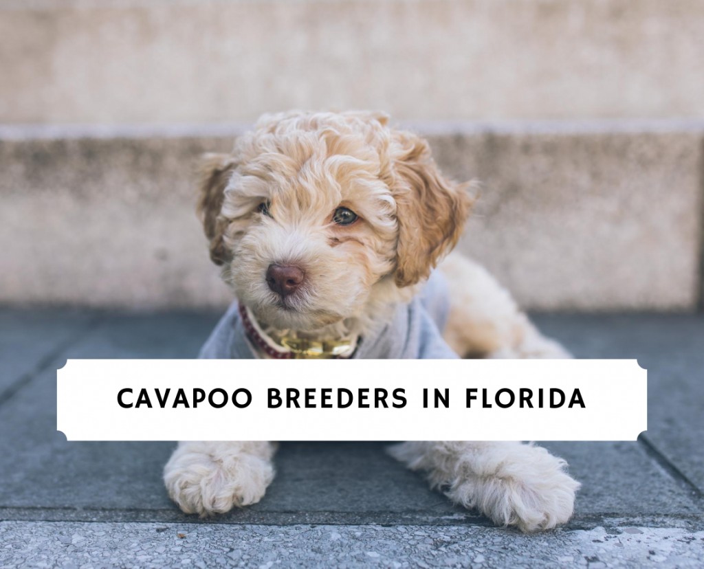 Best Cavapoo Breeders in Florida! (2022)