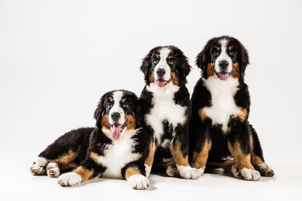 Three bernese mountain dogs sitting in front of a white background.	