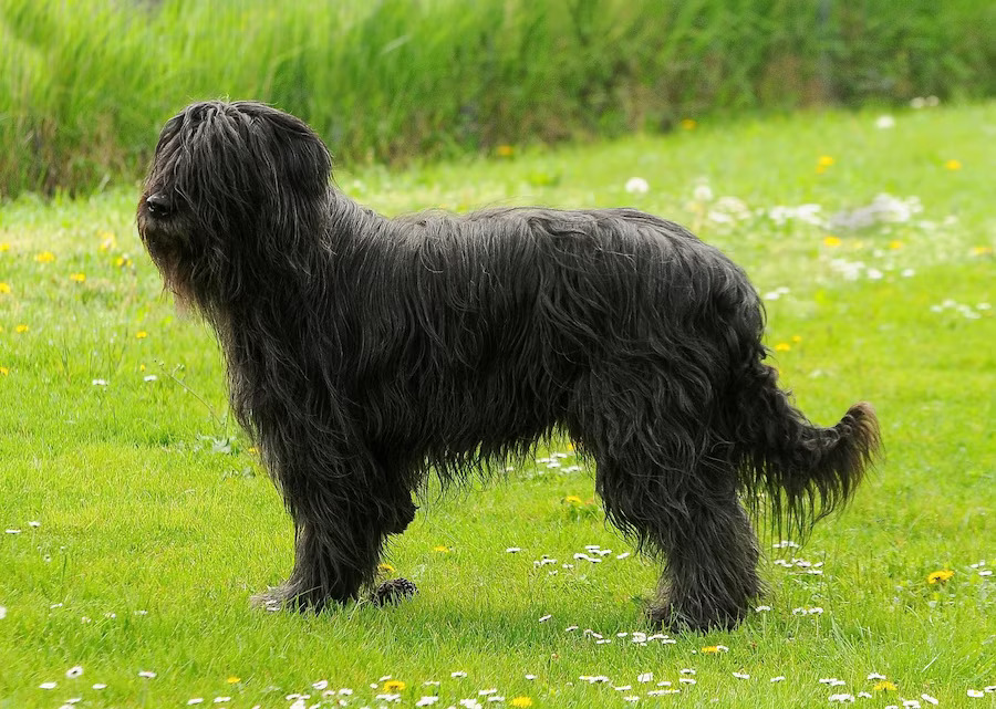 A black dog standing in a grassy field.	