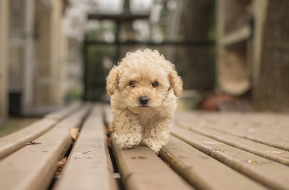 A small poodle puppy from Bernedoodle breeders in New Jersey walking on a wooden deck.	