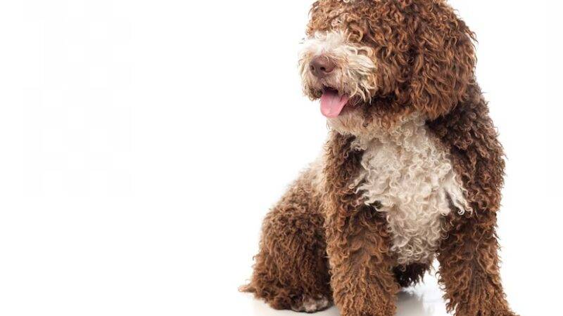 Mini Bernedoodle Full Grown: Size & Age Guide